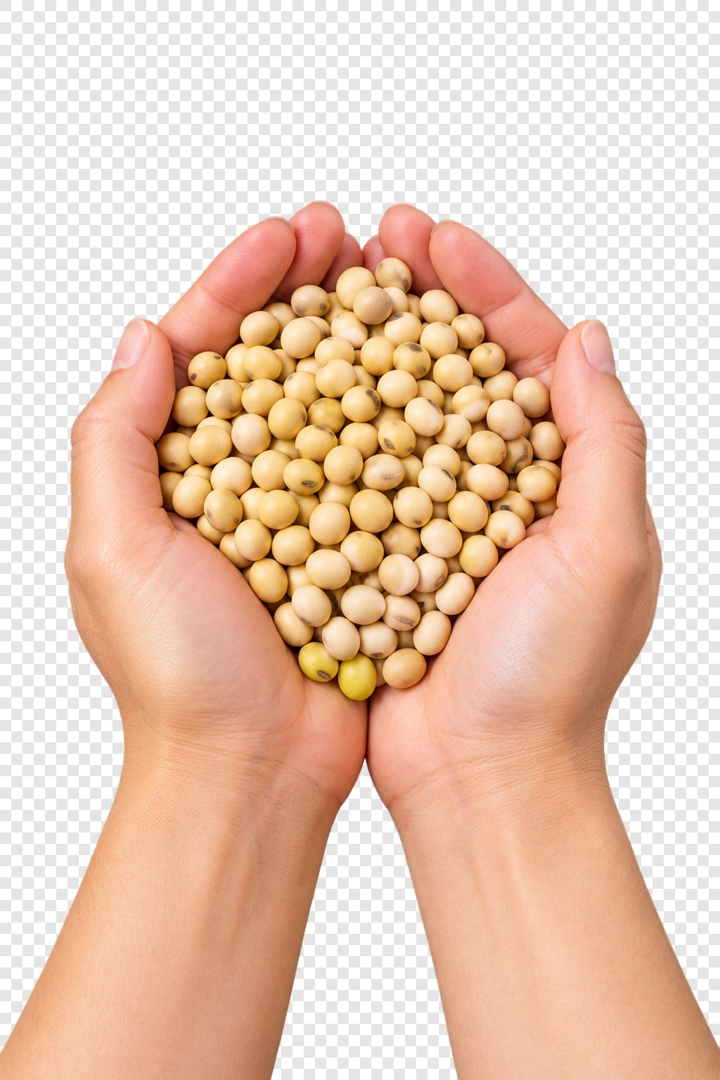 手捧黄豆健康食材素材