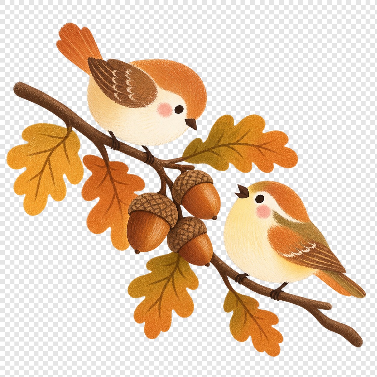 秋日橡果枝头小鸟插画