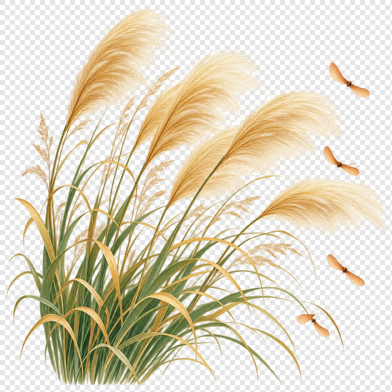 秋日金色芒草与枫籽插画